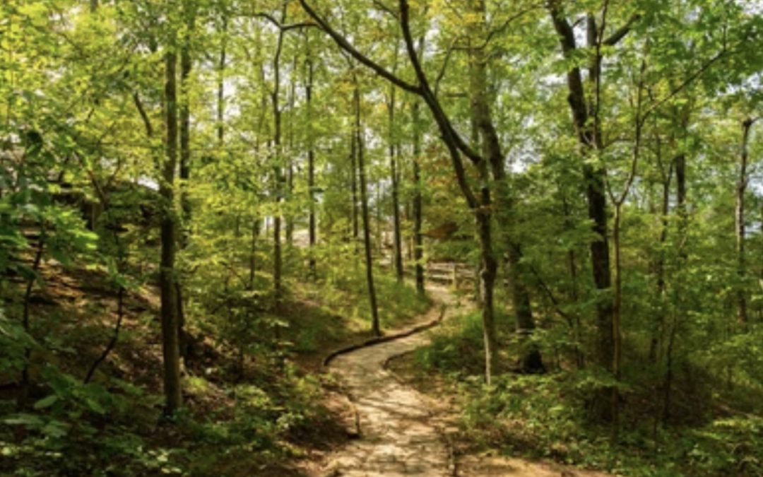 Hiking trail in the Shawnee National Forest. Trail is surrounded by tall trees.